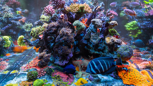 Dayne's 400 Gallon 20 Year Old Reef
