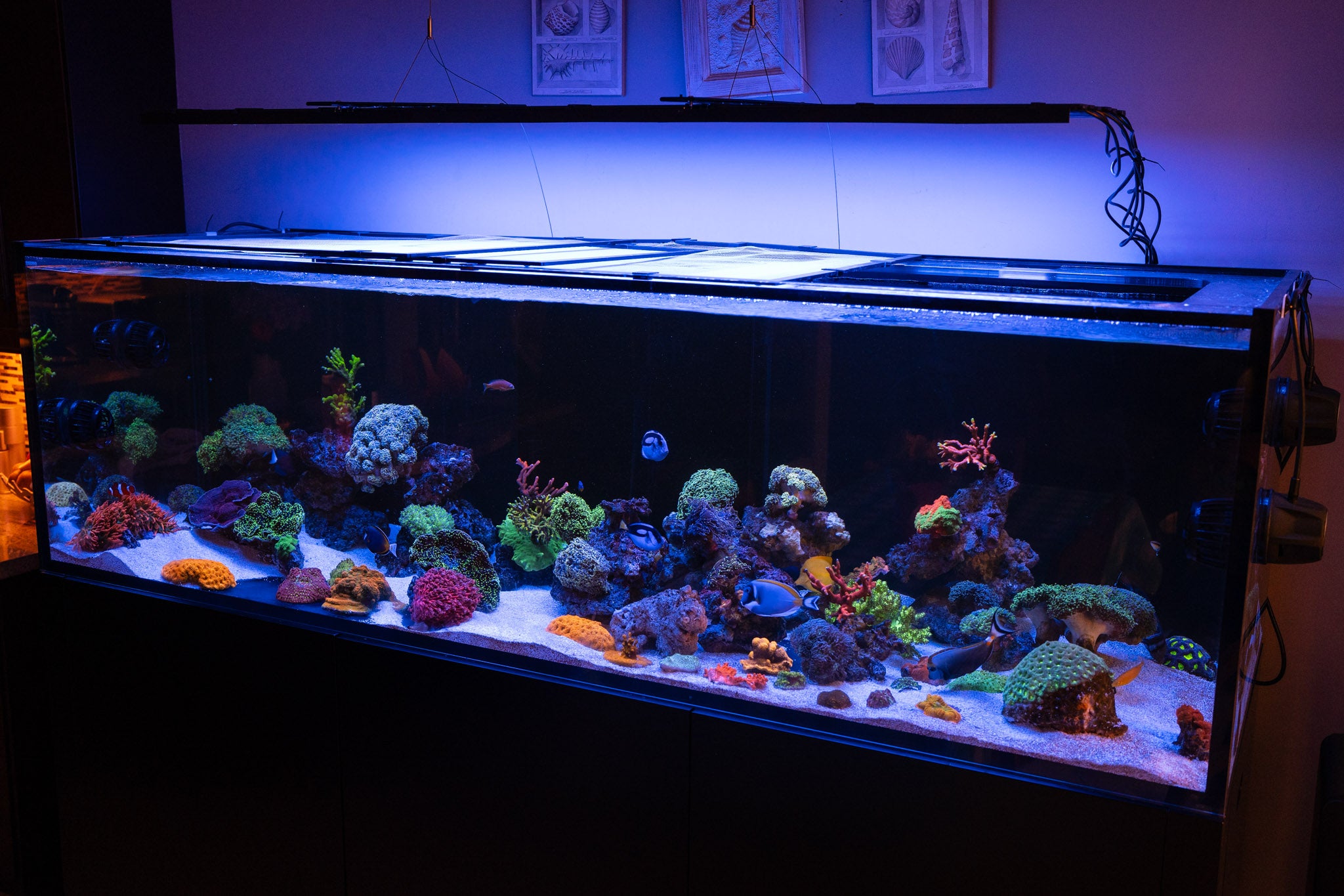 Reef Experience