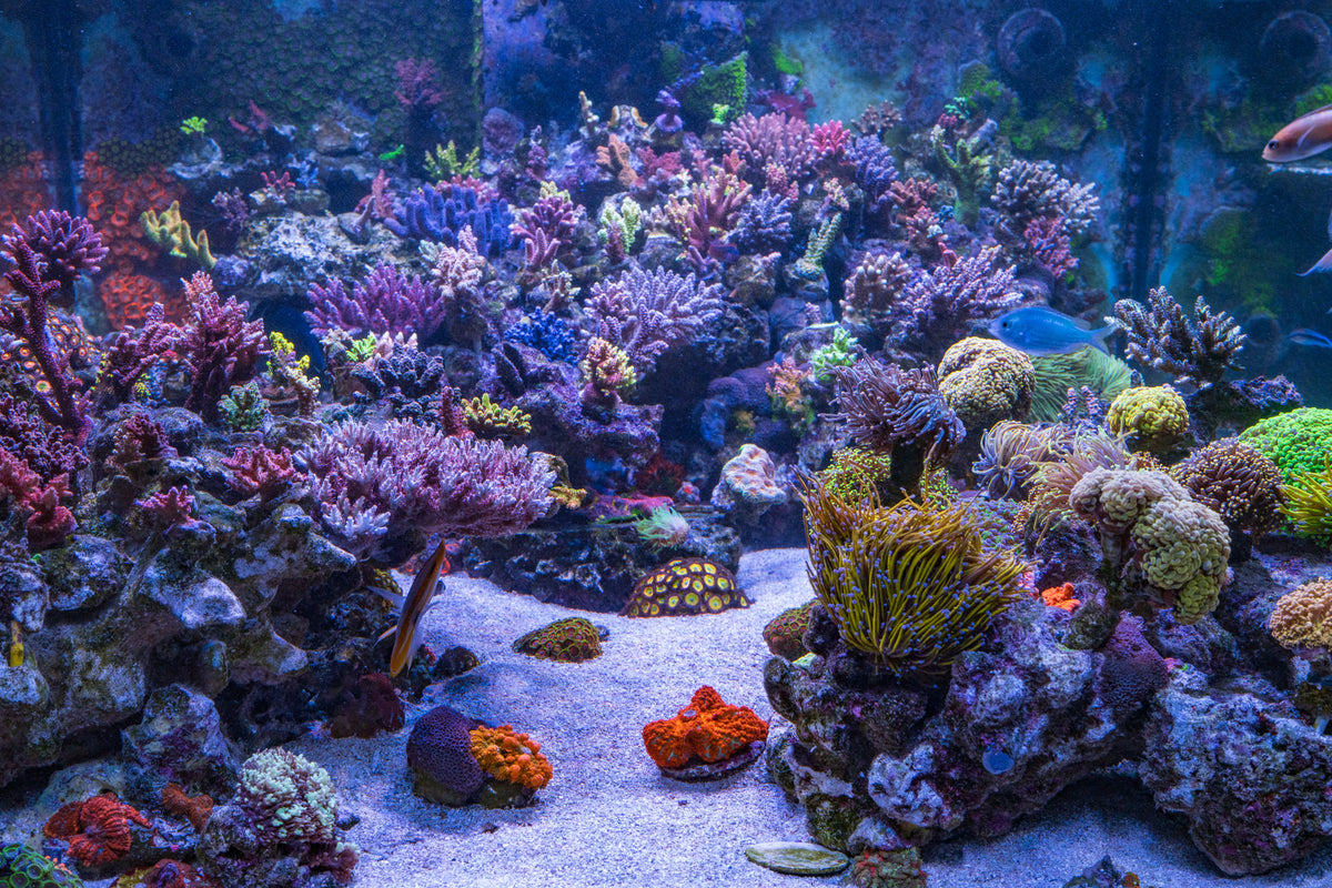 Carl's Reef