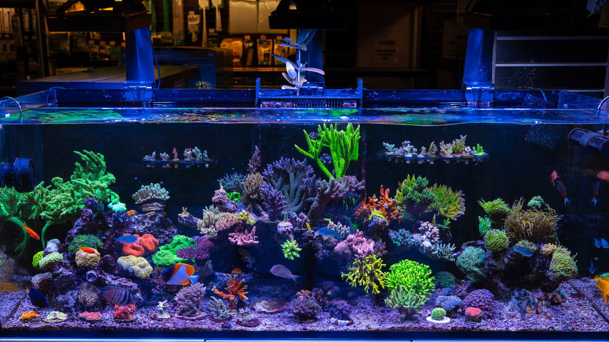 Floating Reef