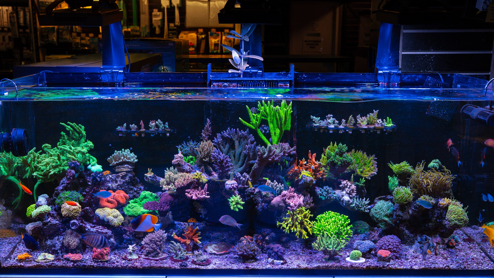 Floating Reef