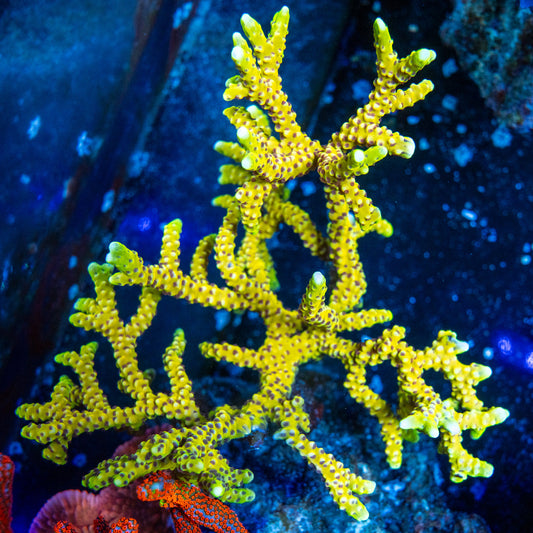Treasure Corals