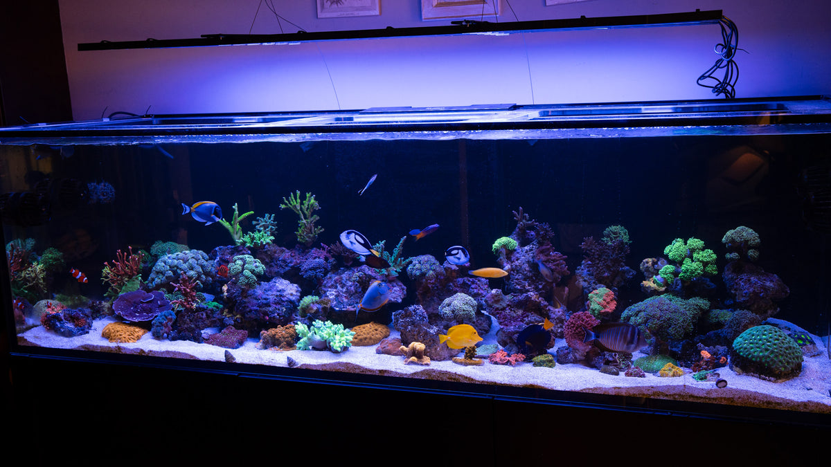 7 Foot Reef / 25 Days