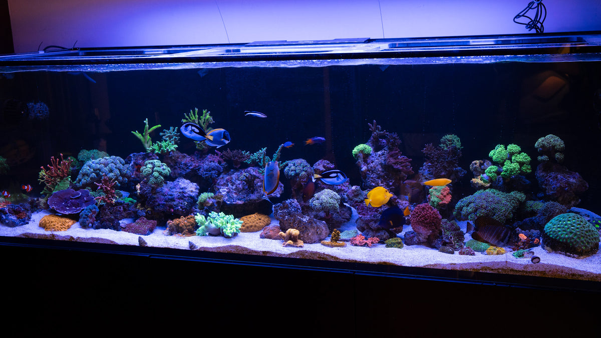 Reef Aquascape Walkthrough