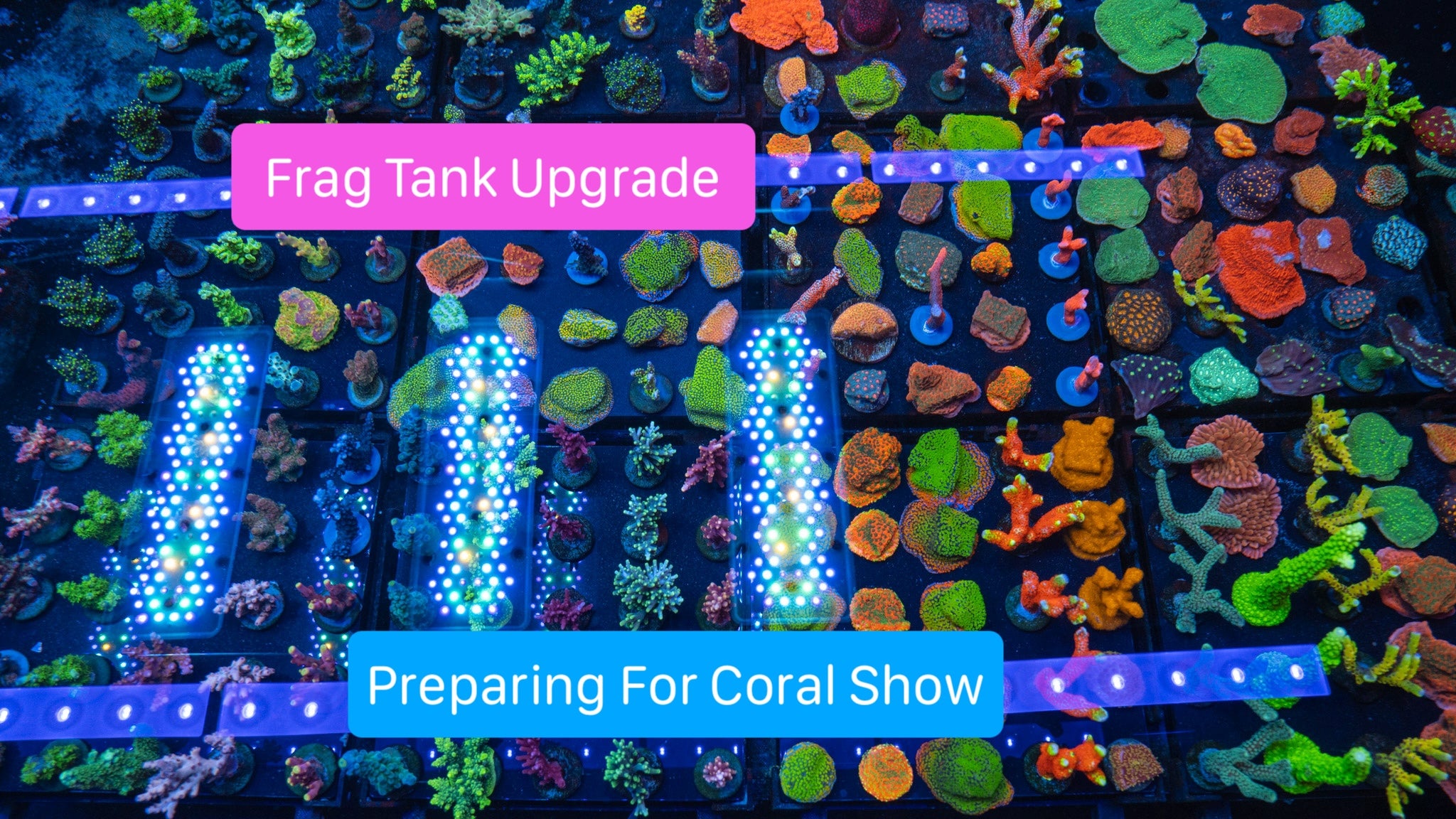 Niagara Coral Show