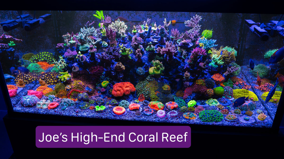 Joe's High End Reef