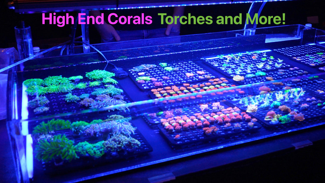 Niagara Coral Expo