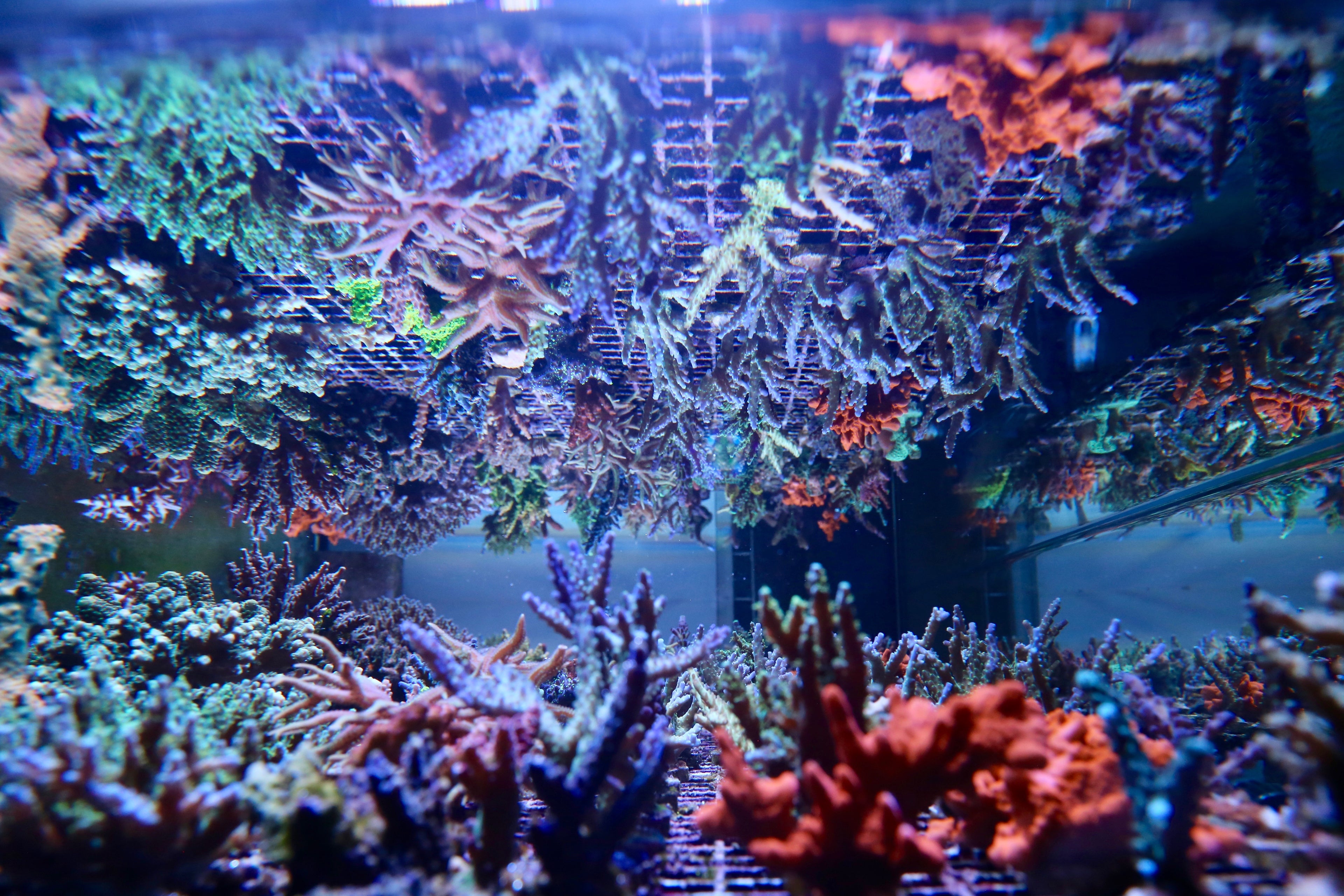 Treasure Corals is now open for online business