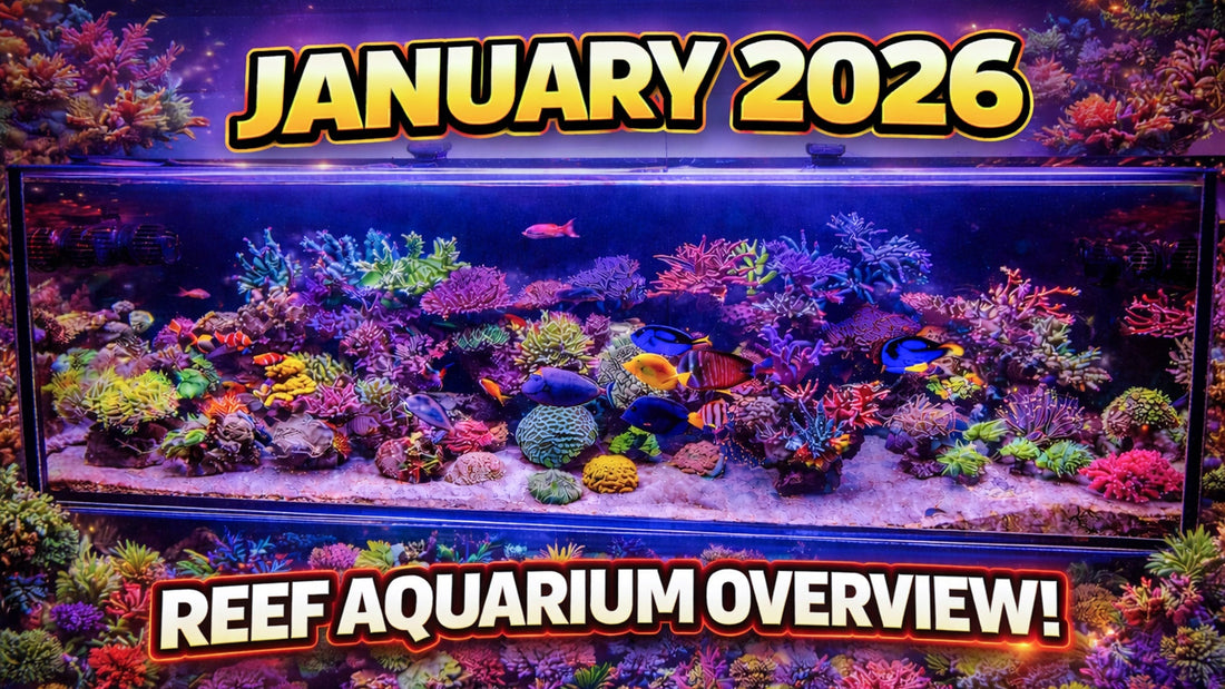 Display Reef Update