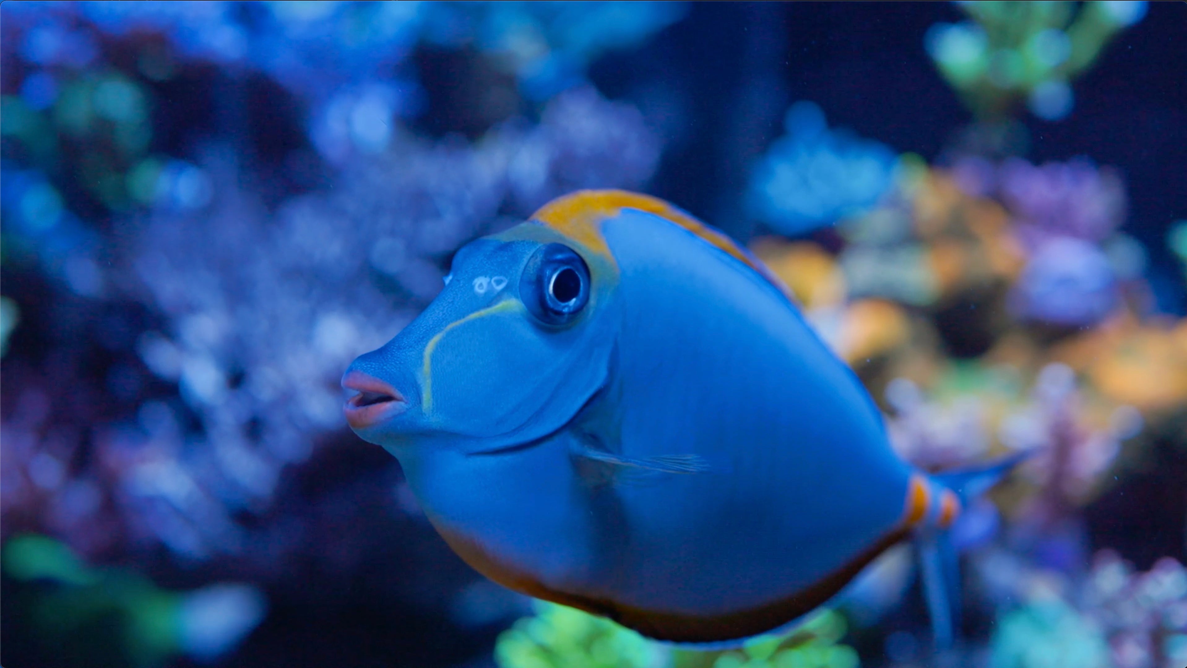 Treasure Reef - 3 years