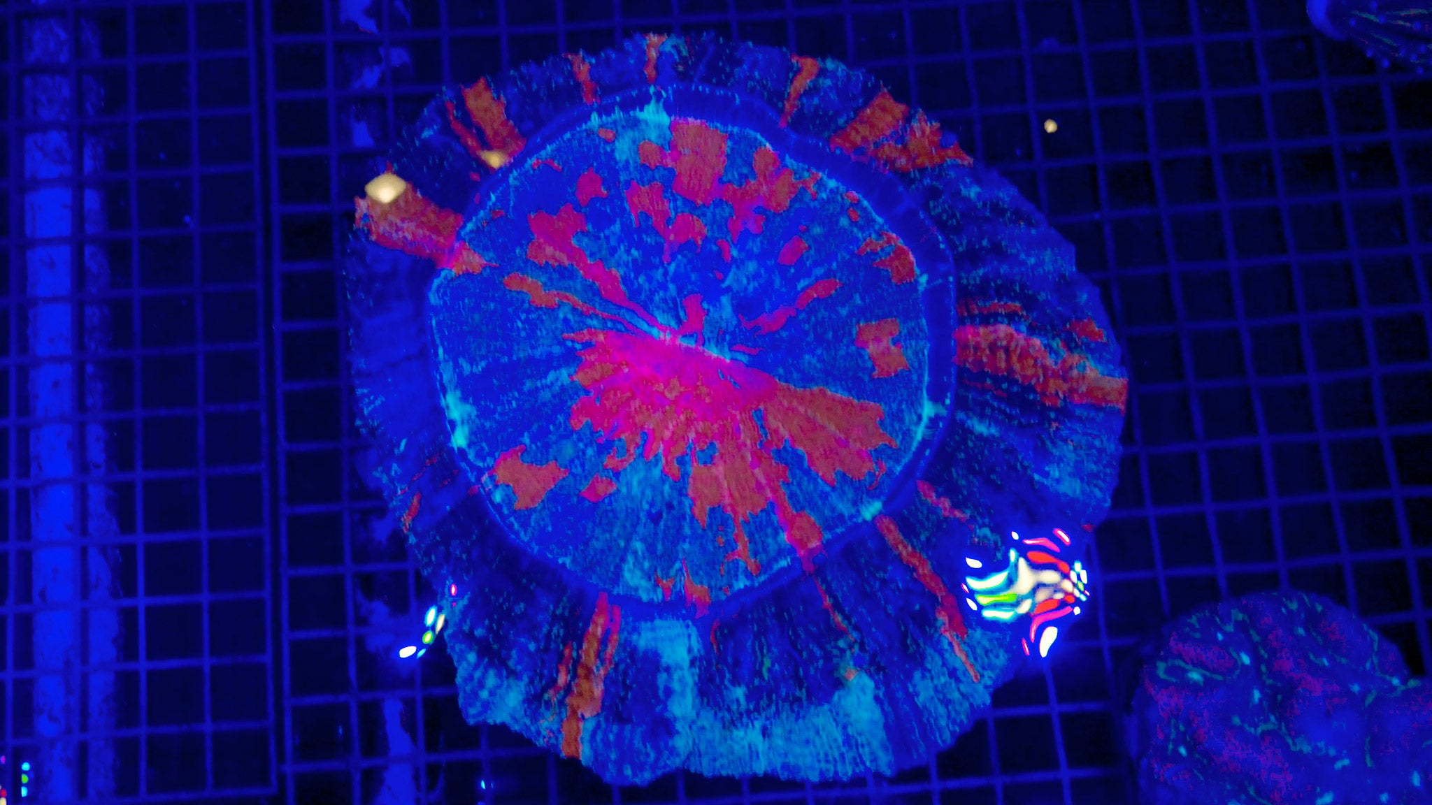 Visiting Fragbox Corals