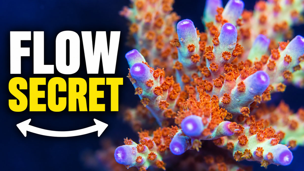 My Secret to Healthy Acropora: A Powerhead That Moves
