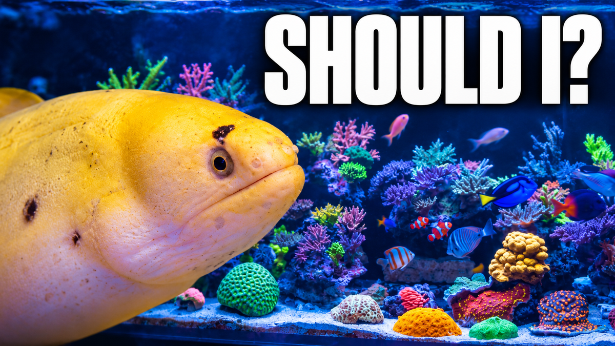 Should I Add a Banana Eel to My 7-Foot Reef?