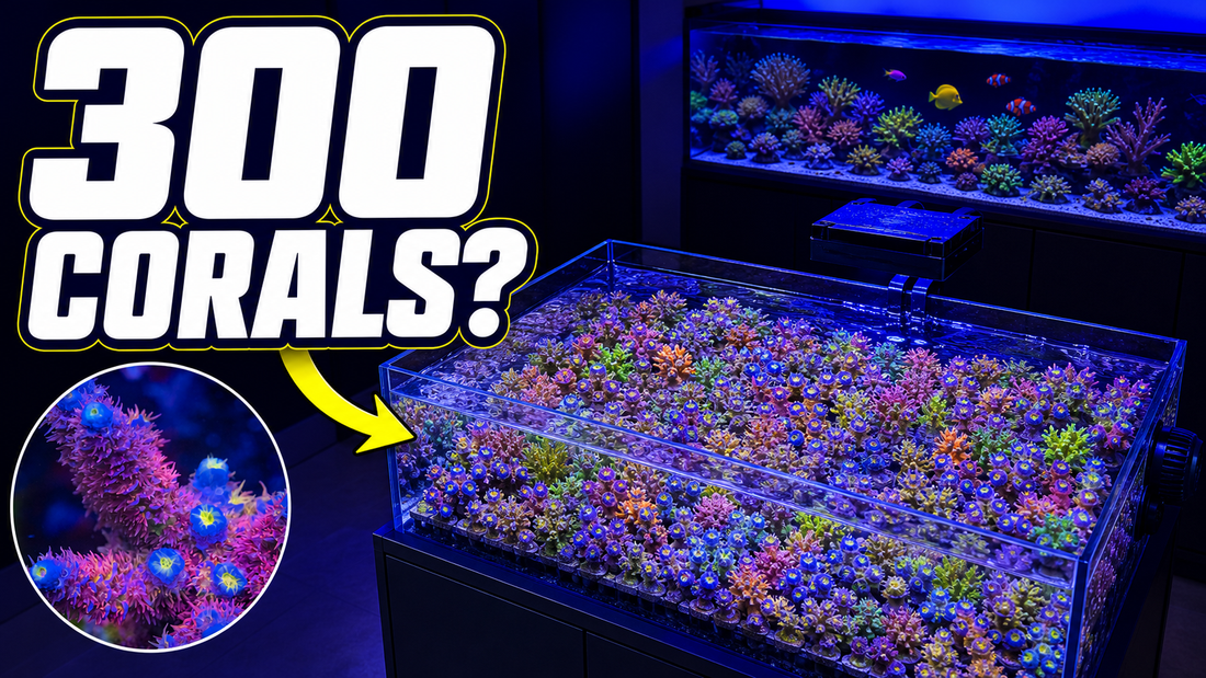 300 Corals In One Aquarium