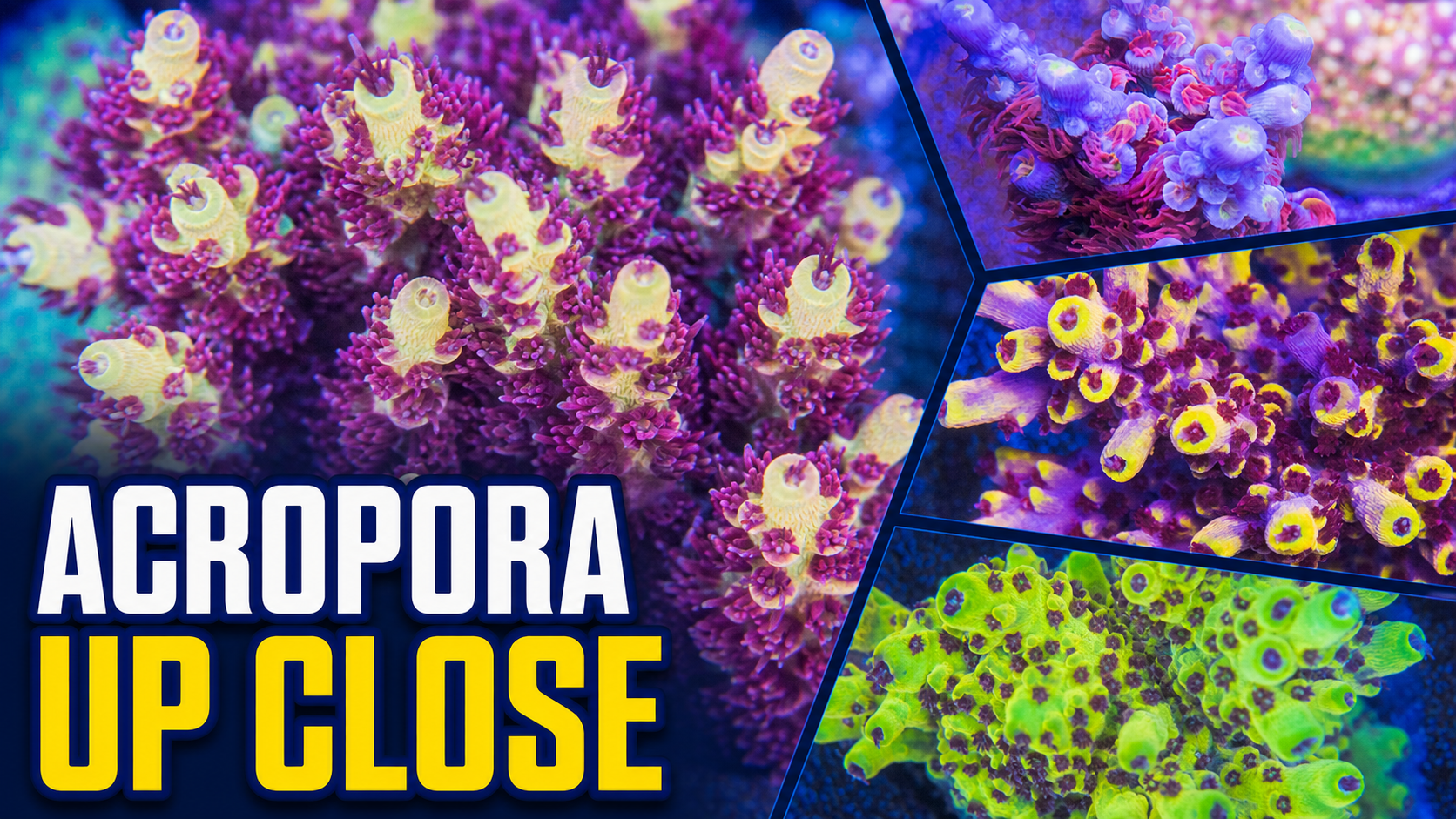 High End Acropora Collection - SPS Coral