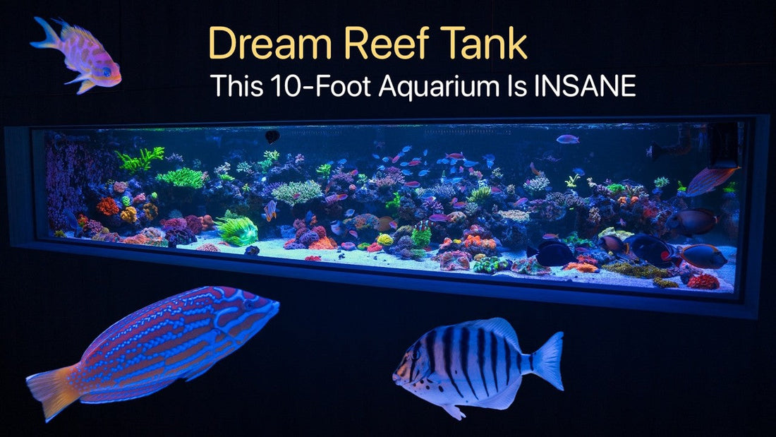 The Most Over The Top Aquarium