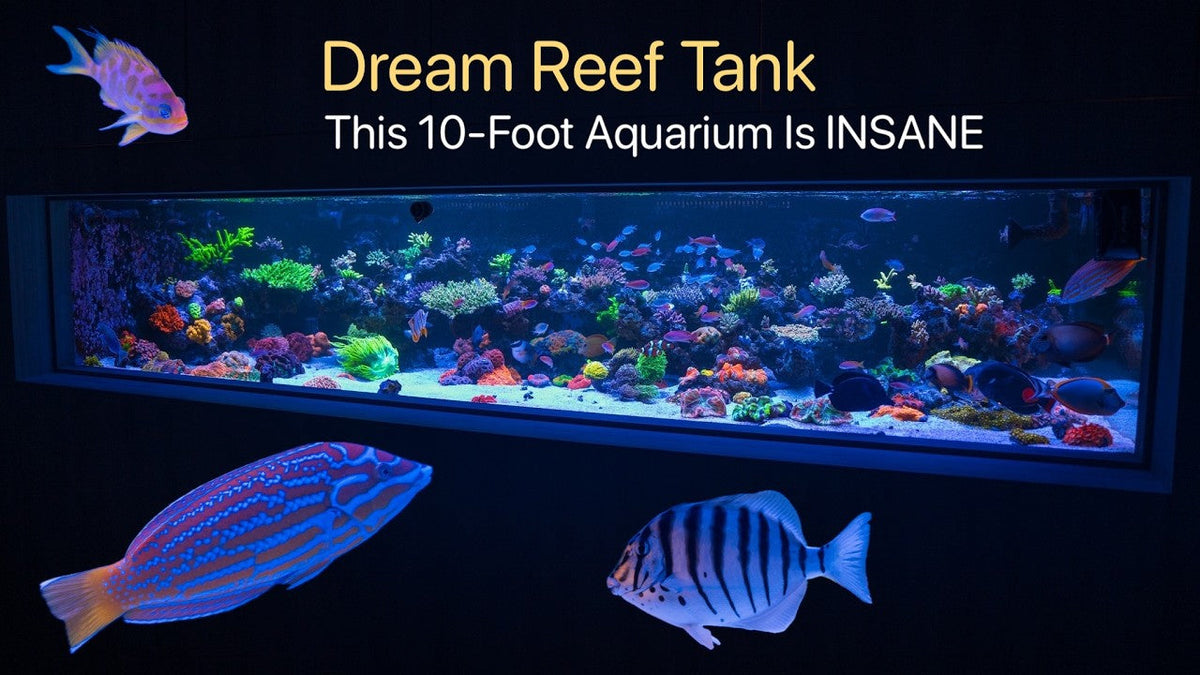 The Most Over The Top Aquarium
