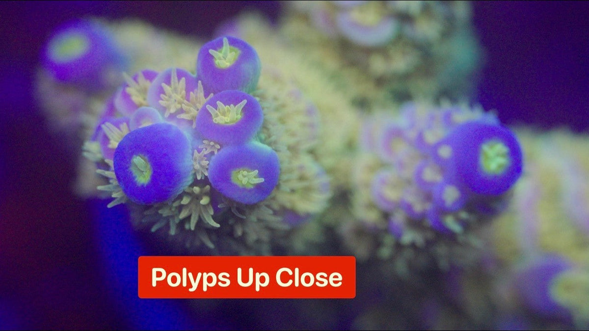 Examining Polyp Extension Up Close Under Flow