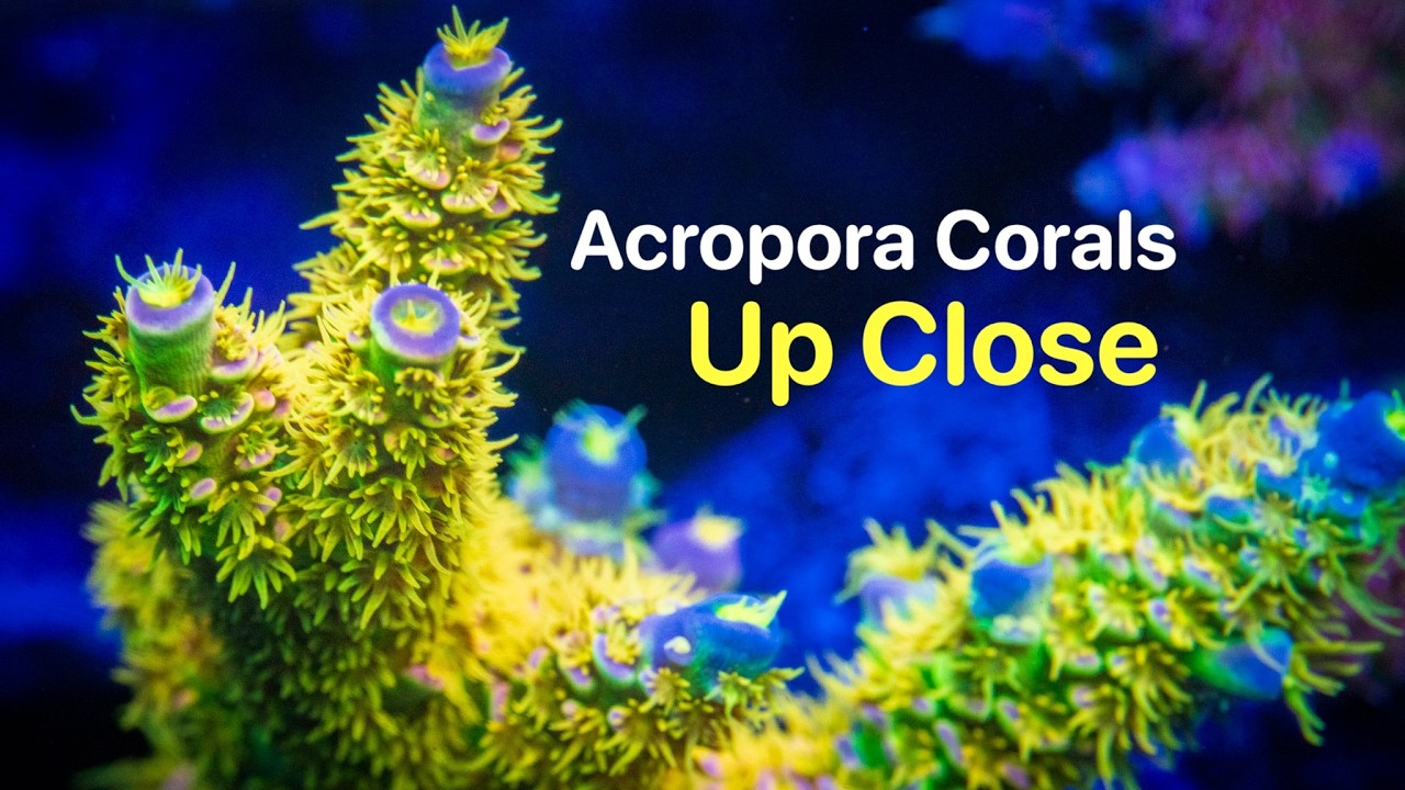 SPS Corals Up Close