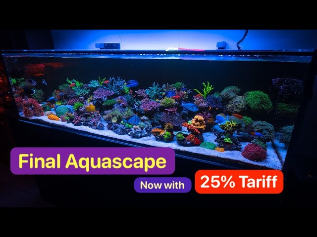 Keeping Acropora and Torches In A Balanced Reef