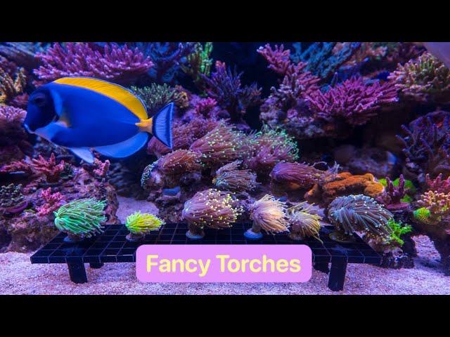 Trying Fancy Torch Coral For The First Time