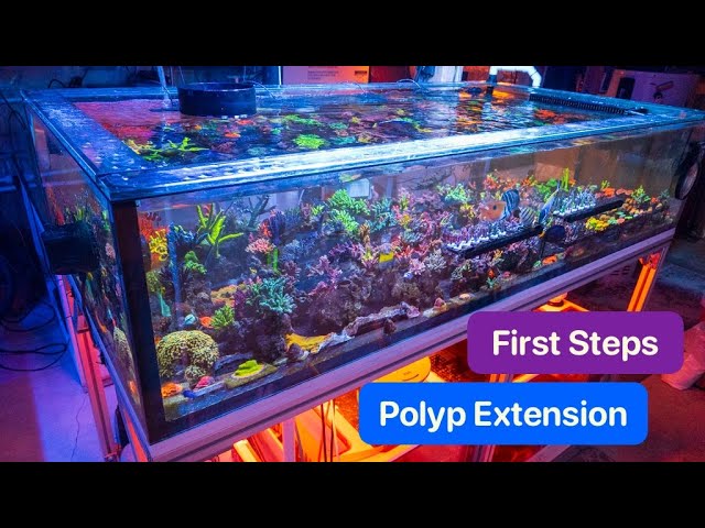 Acropora Polyp Extension - First Steps Taken