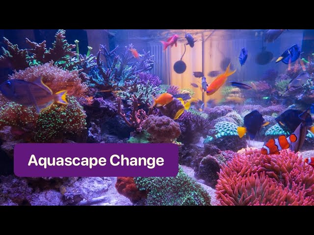 Next Version Of My Reef Aquascape