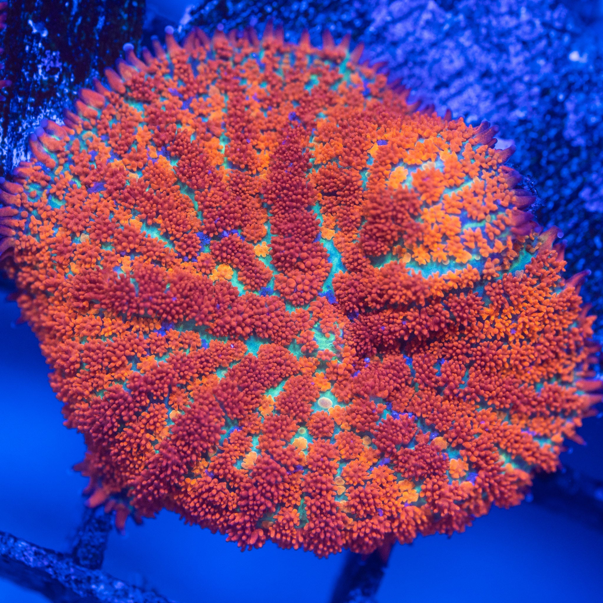 Beginner Corals