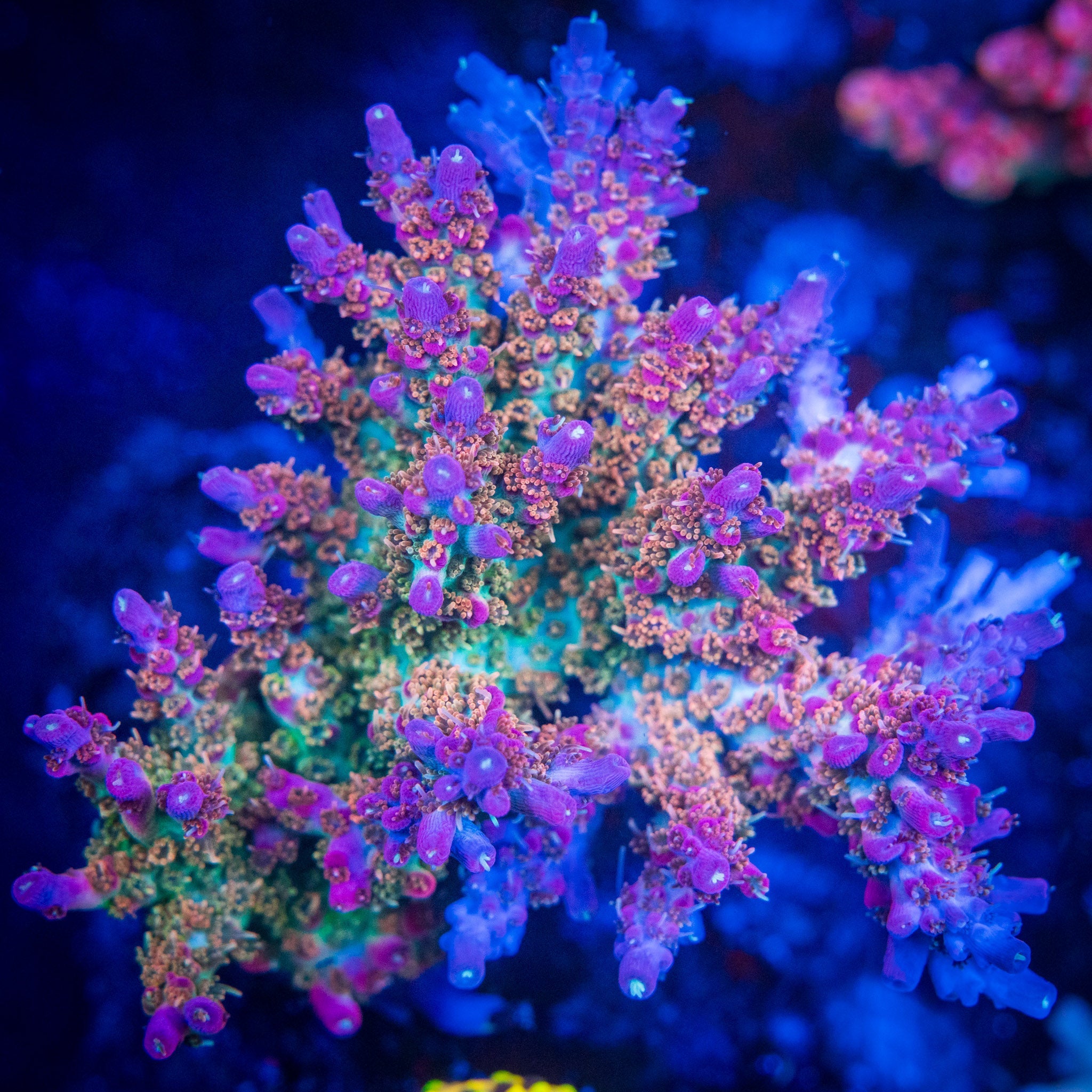 Corals On Sale