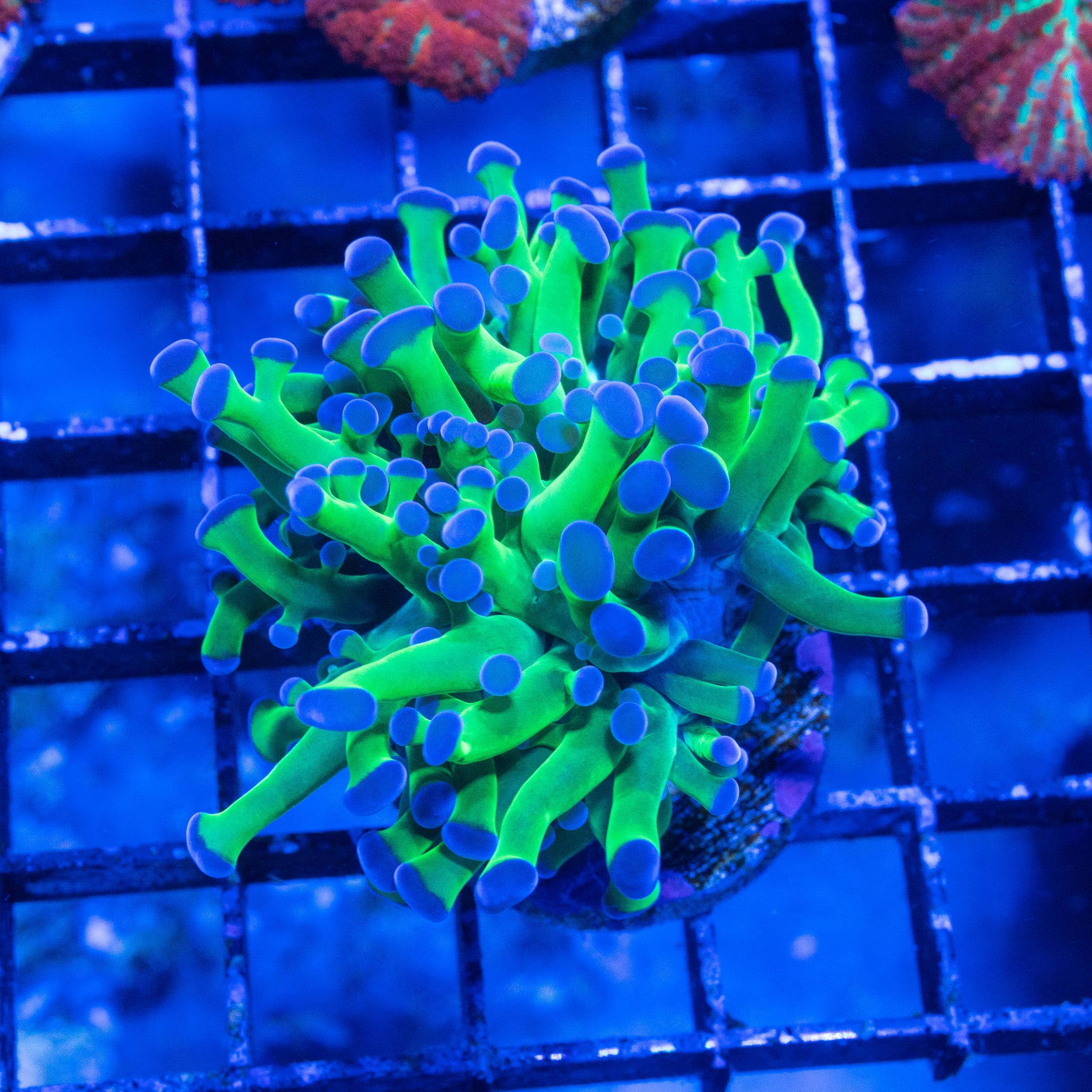Euphilya