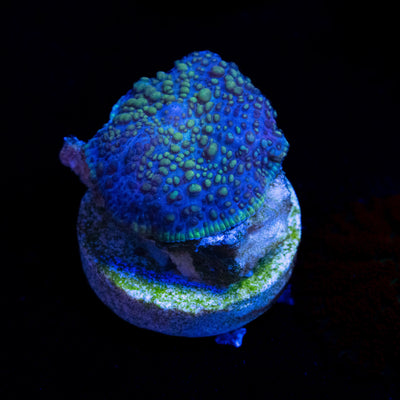 Alien Mushroom