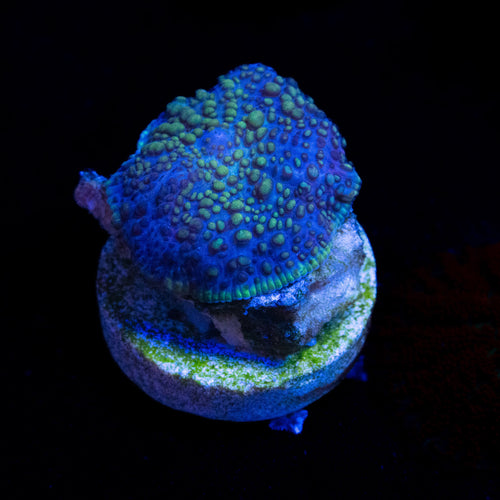 Alien Mushroom