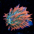 Rainbow Bubble Tip Anemone
