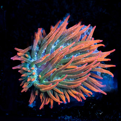 Soft corals, anemone & Goniopora
