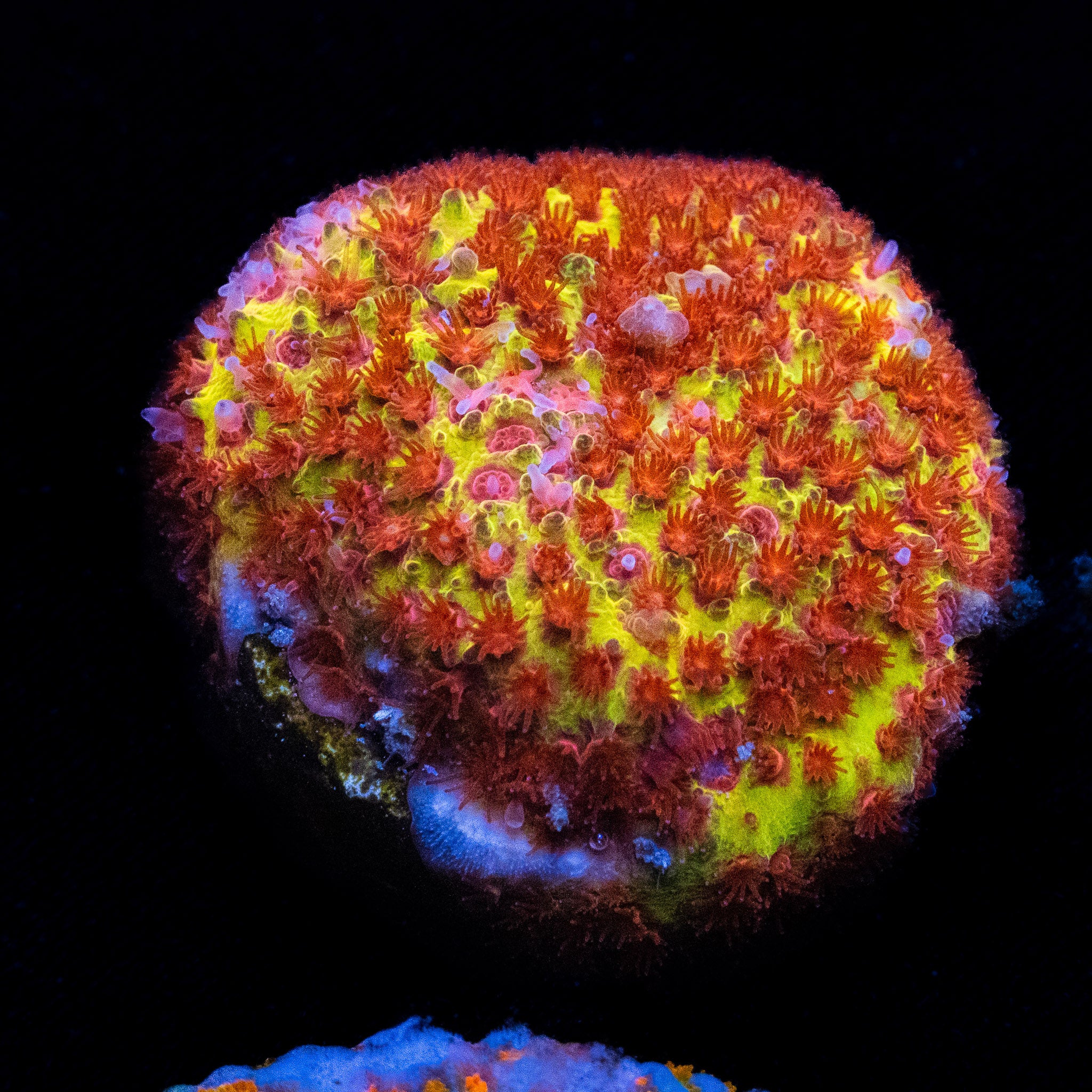 Burning Banana Stylo