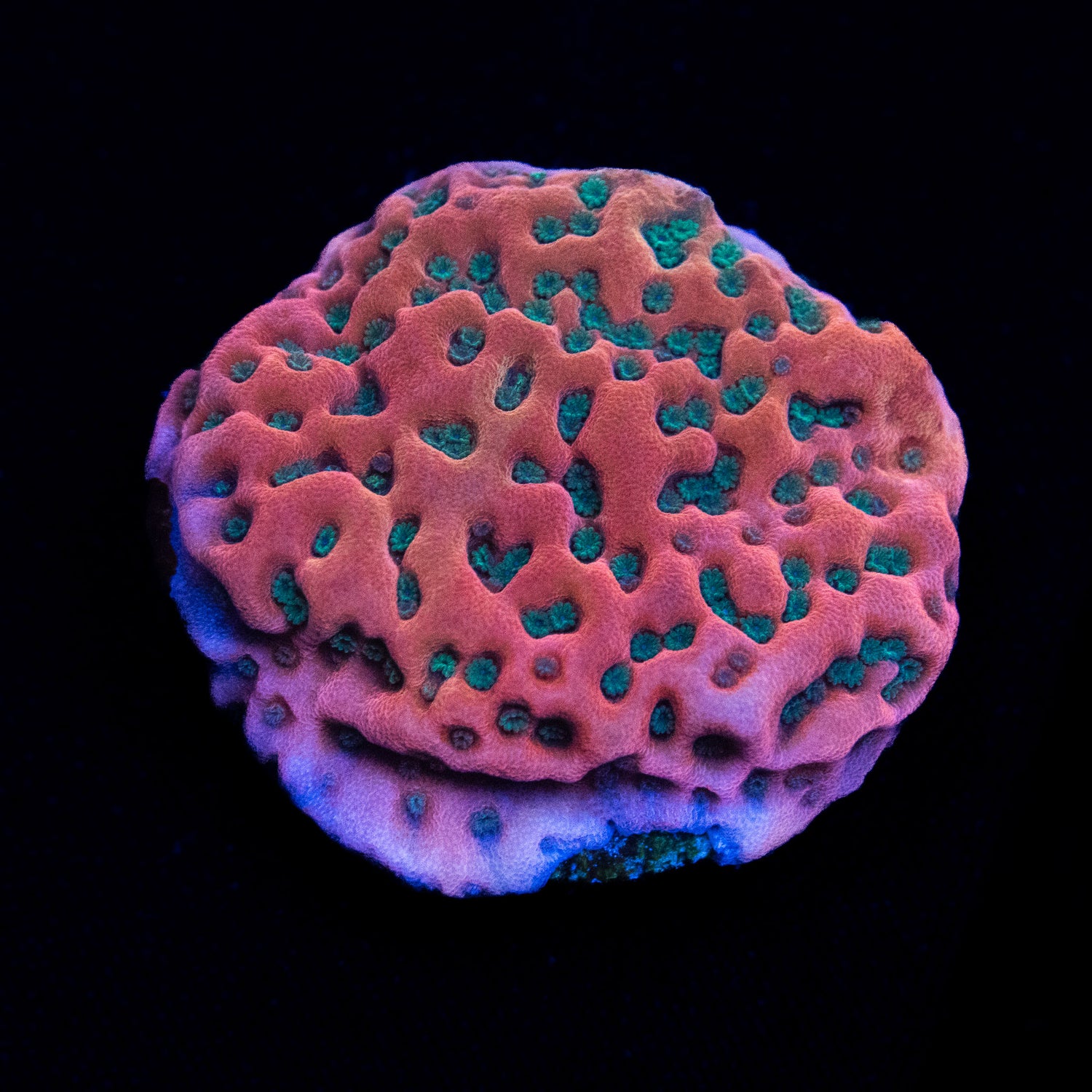 Corals By Color – Treasure Corals