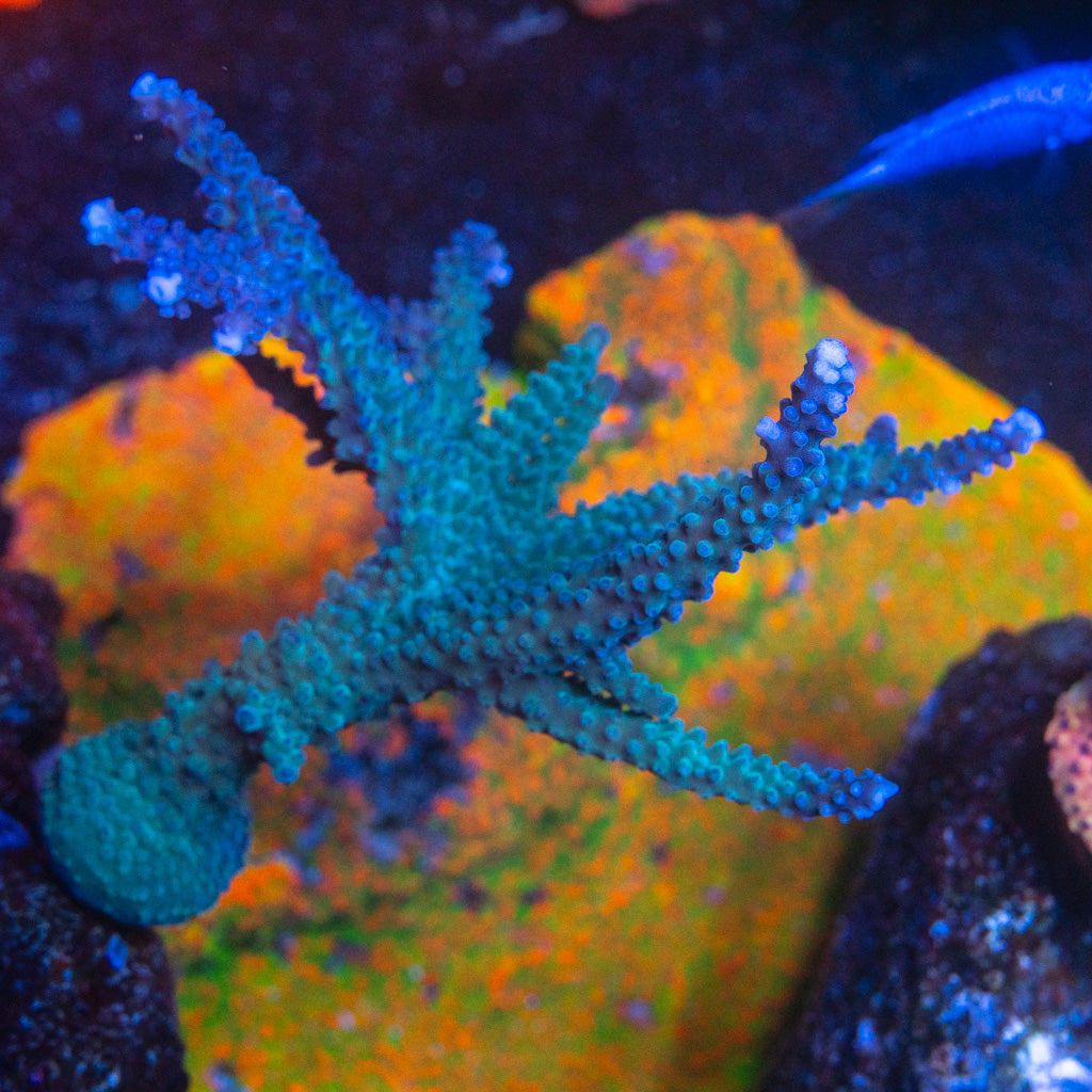 Blue Stag