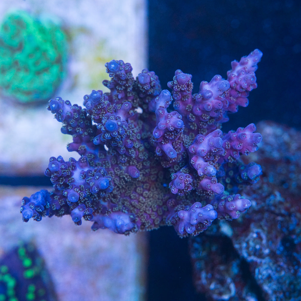 TC Cosmic Candy