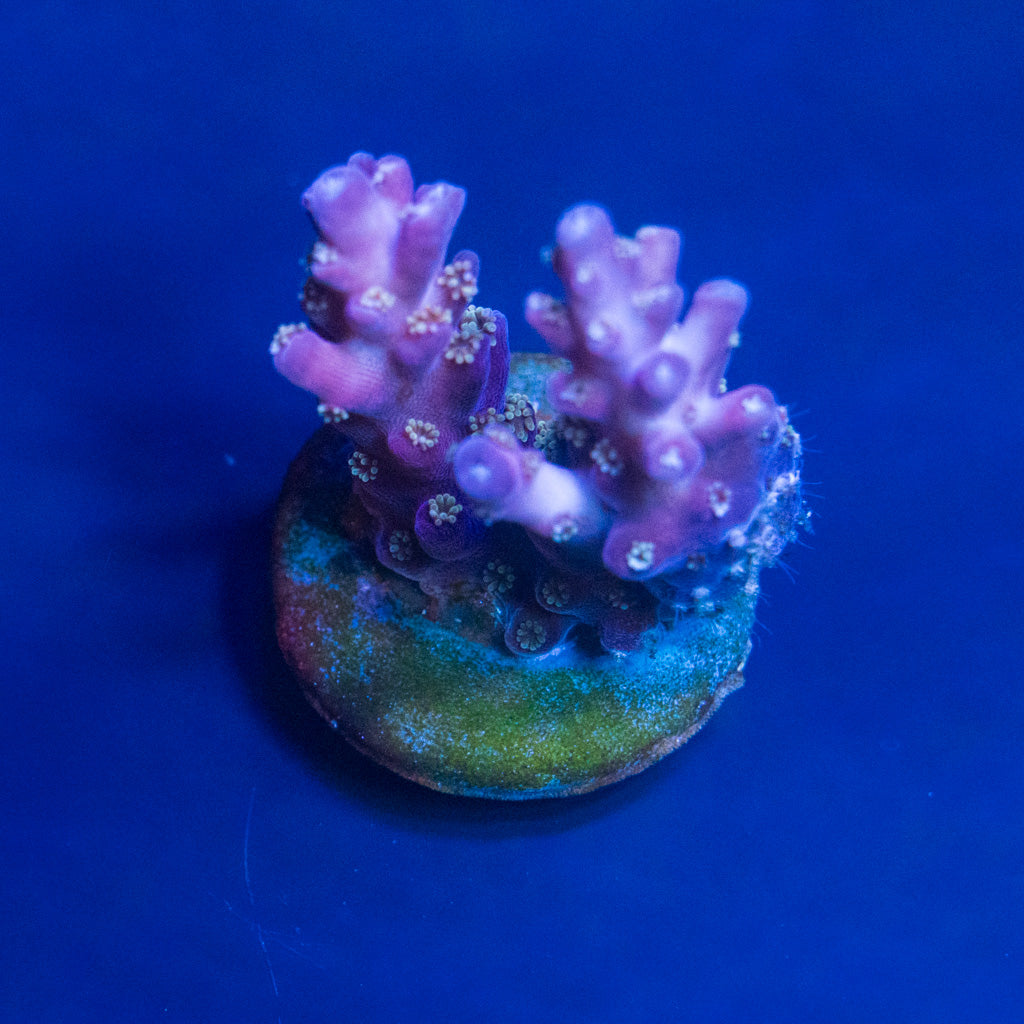 TC Cosmic Candy