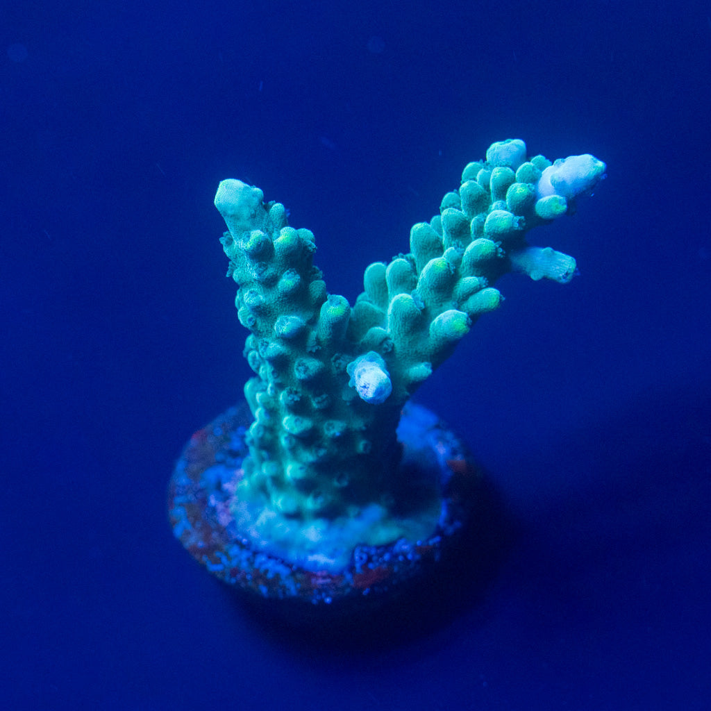 Teal Stag