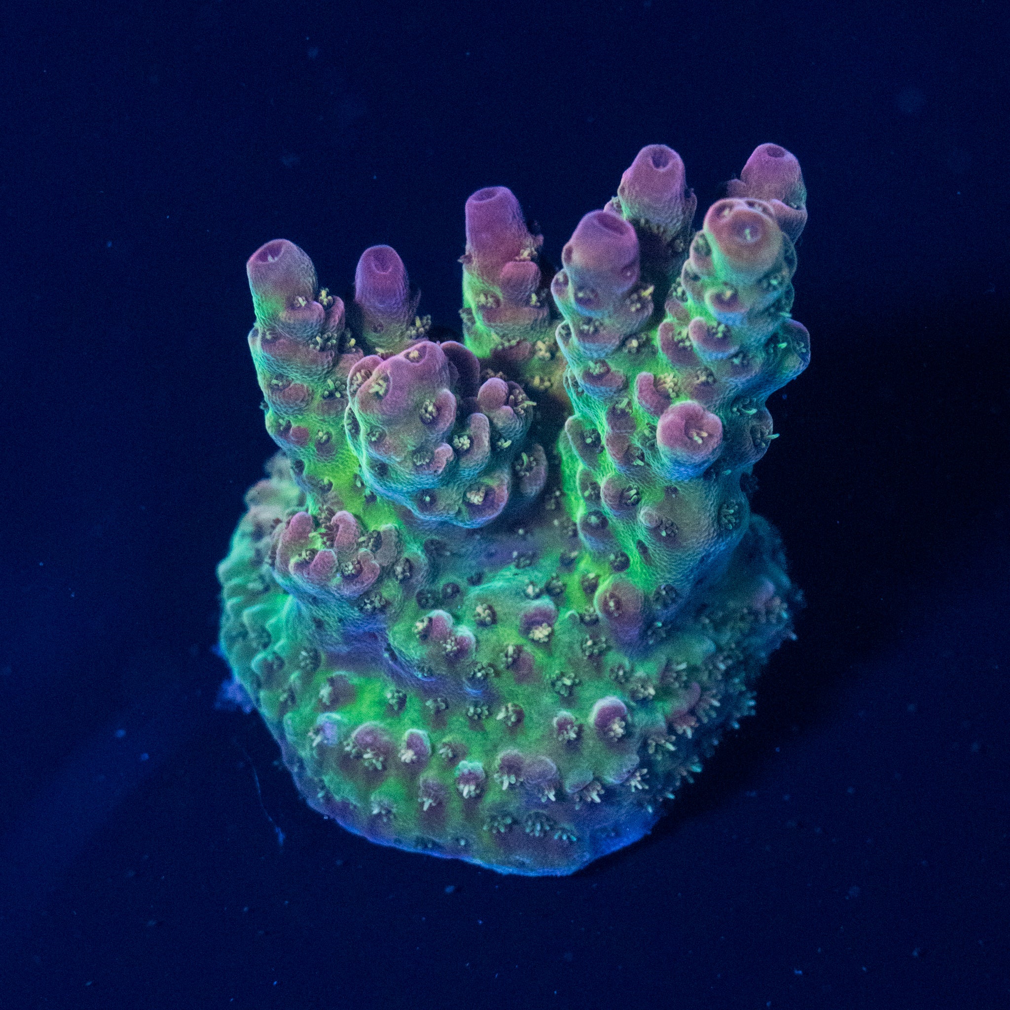 TC Magic Carpet Acro