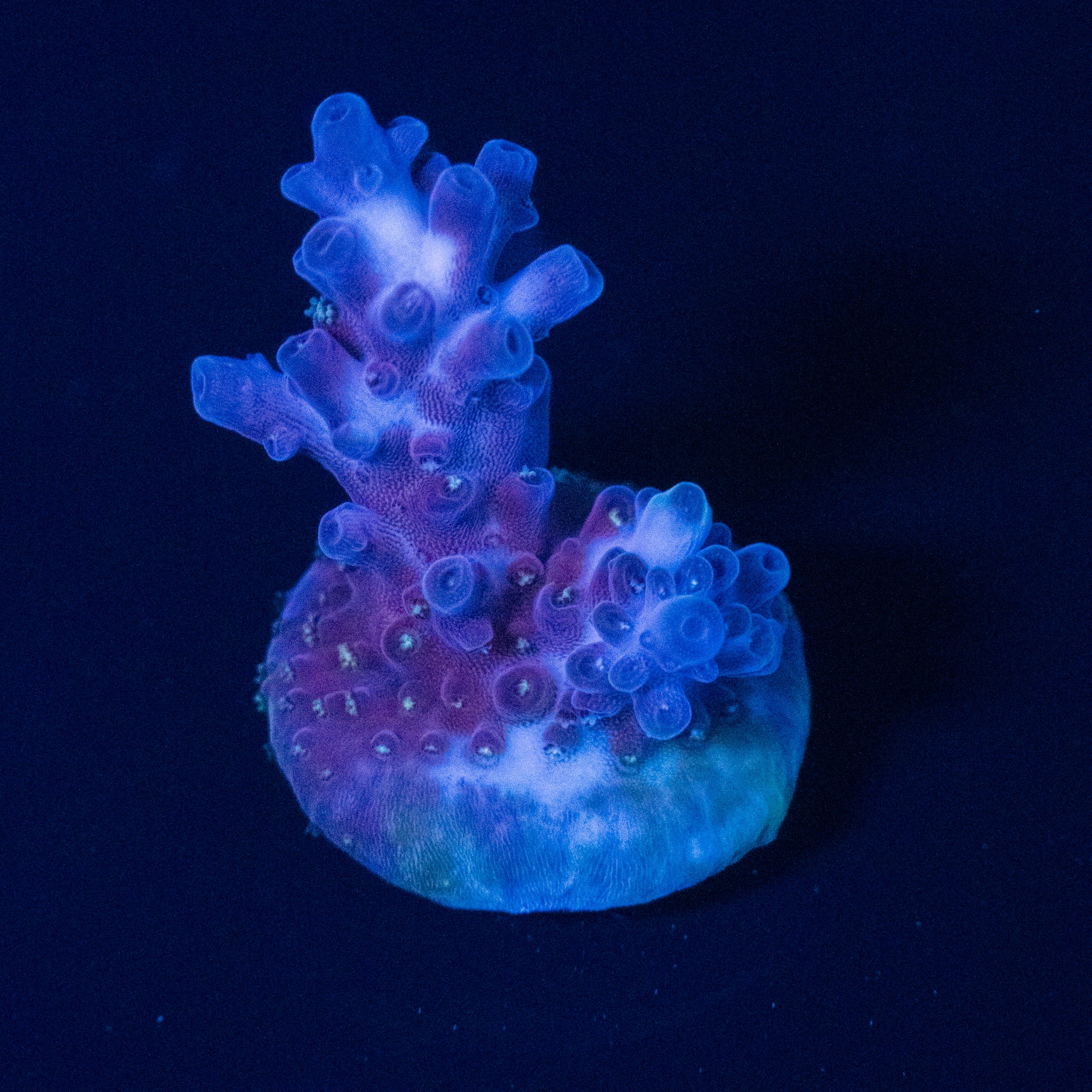 TC Cosmic Candy