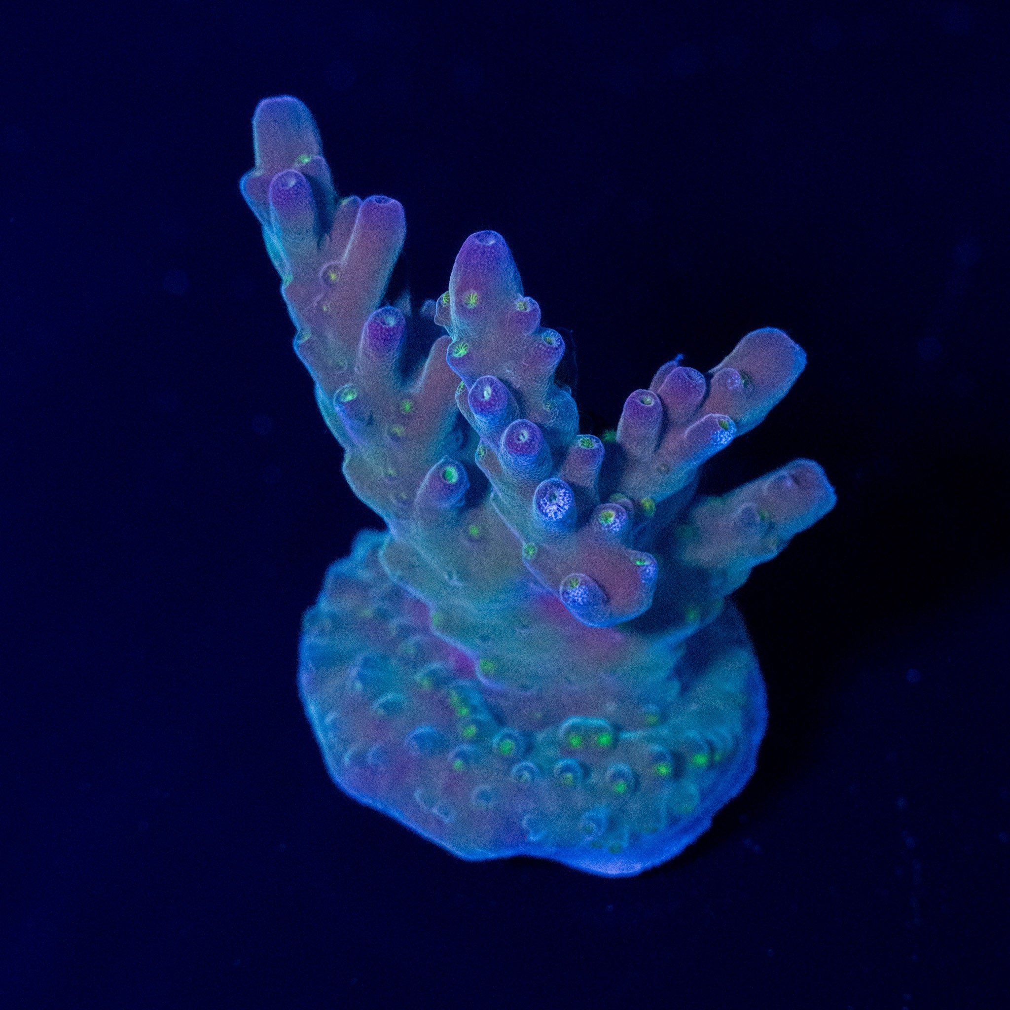 Corals On Sale - Ships Overnight in Canada | Treasure Corals