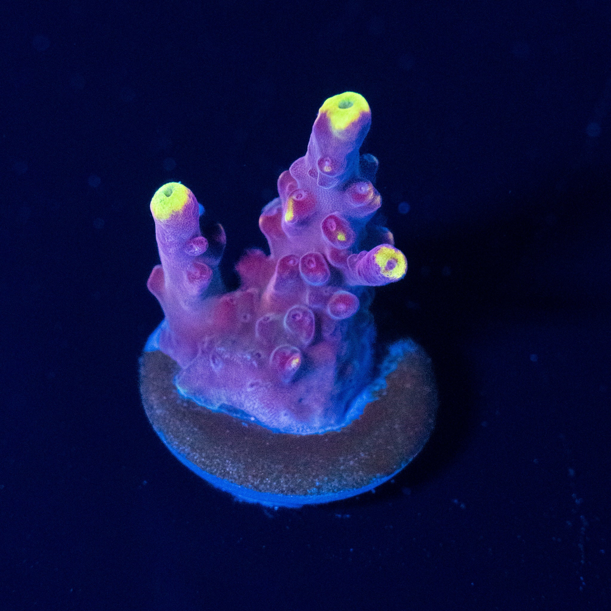 Fox Flame Acro