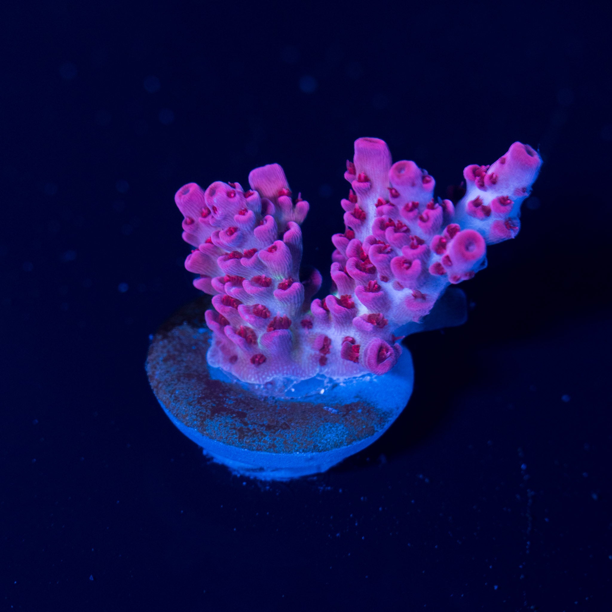 ピーチ姫 Princess Peach – Treasure Corals