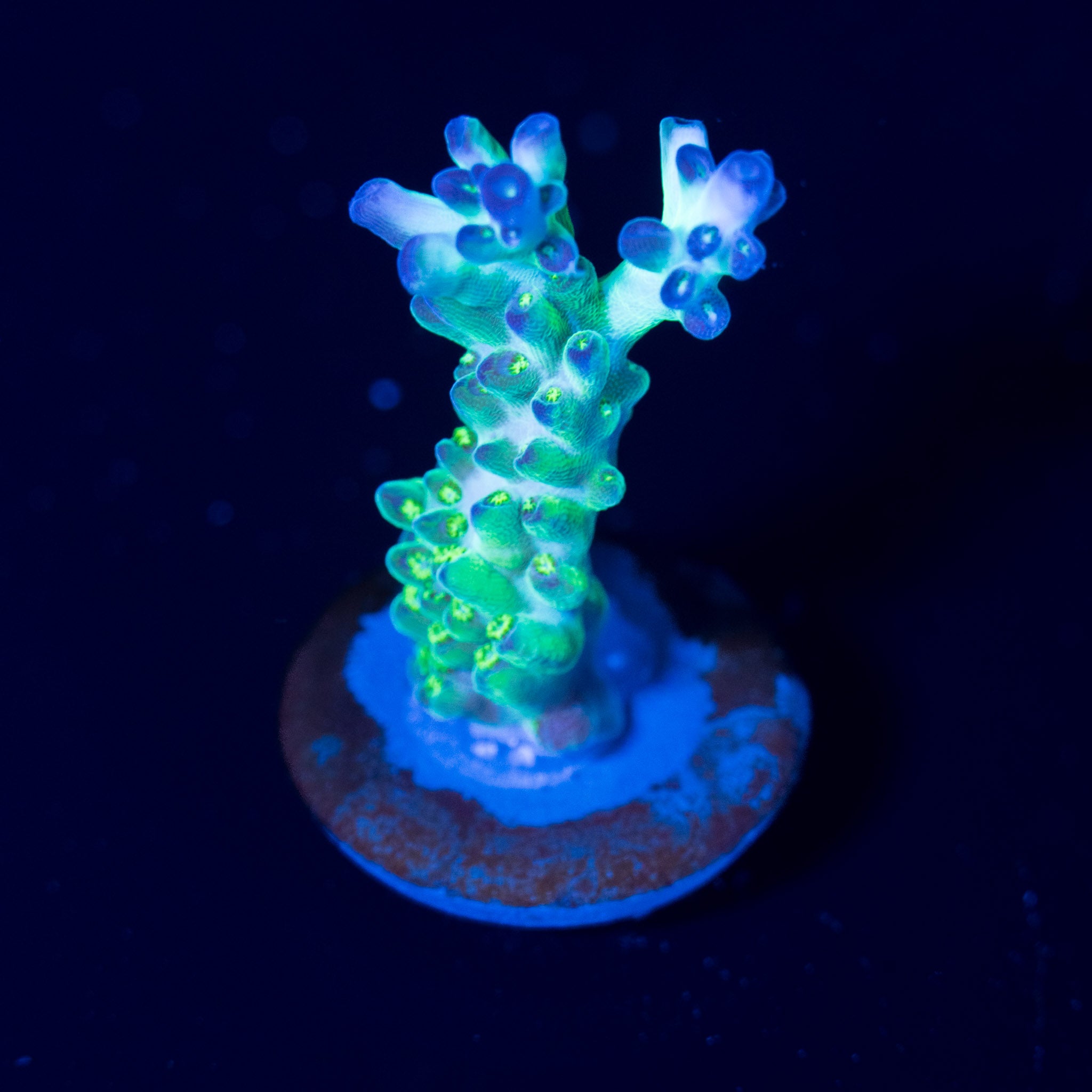Corals On Sale - Ships Overnight in Canada | Treasure Corals
