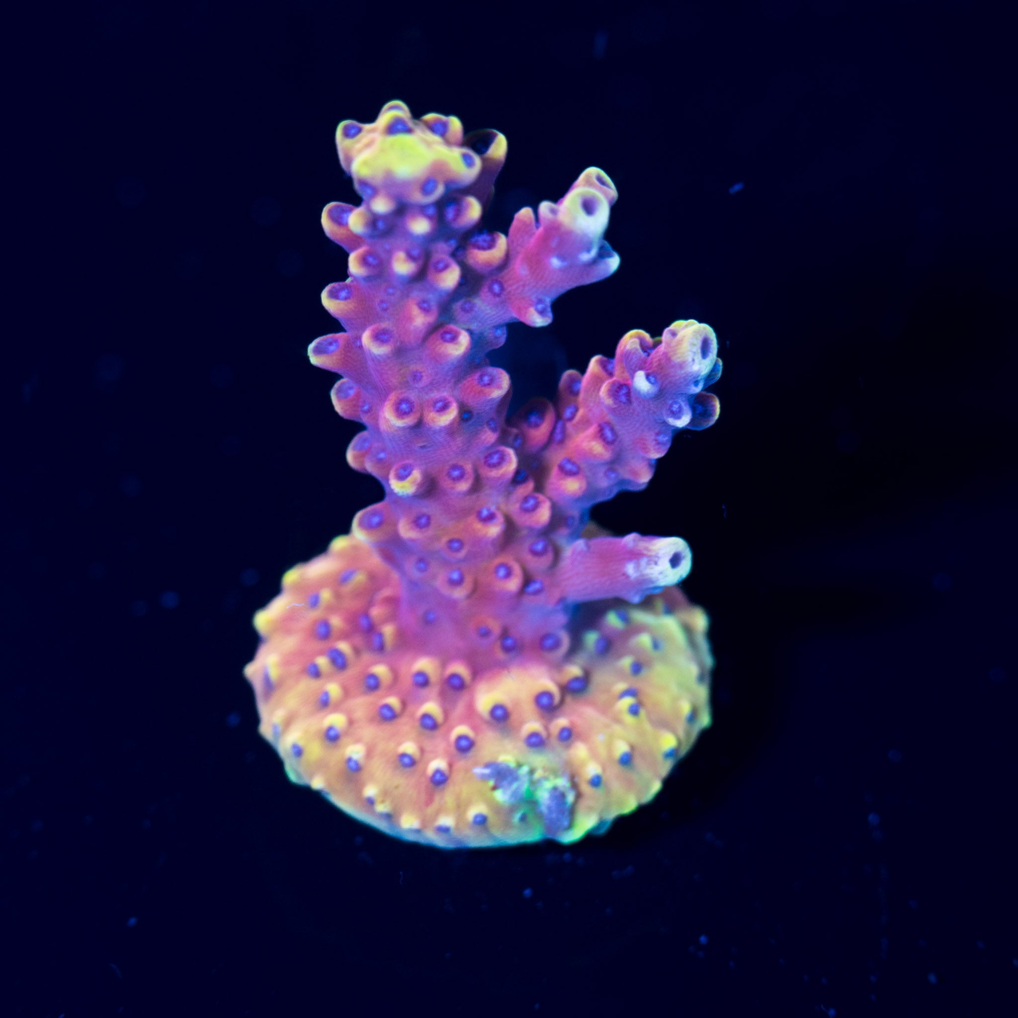 Corals On Sale - Ships Overnight in Canada | Treasure Corals
