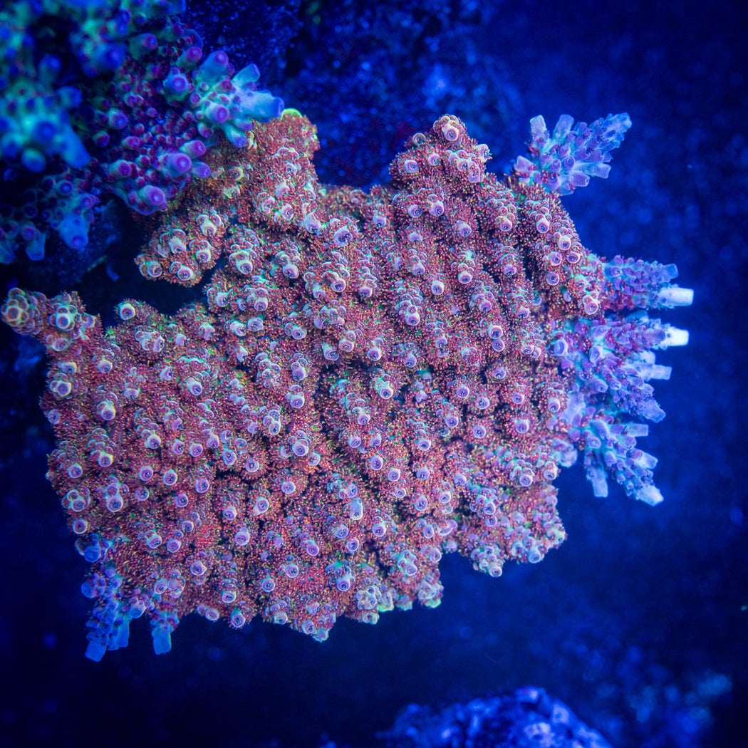 AquaWiz KH Controller 4th Gen Treasure Corals Aquawiz kh controller 4th gen treasure corals