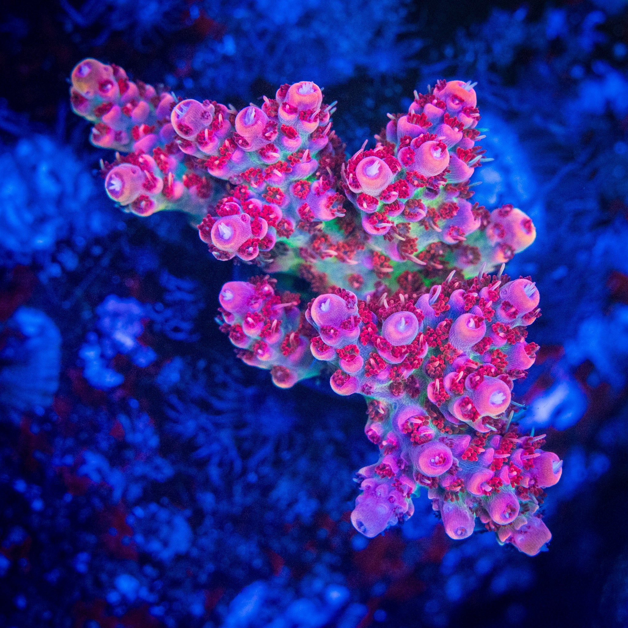 Princess Peach – Treasure Corals