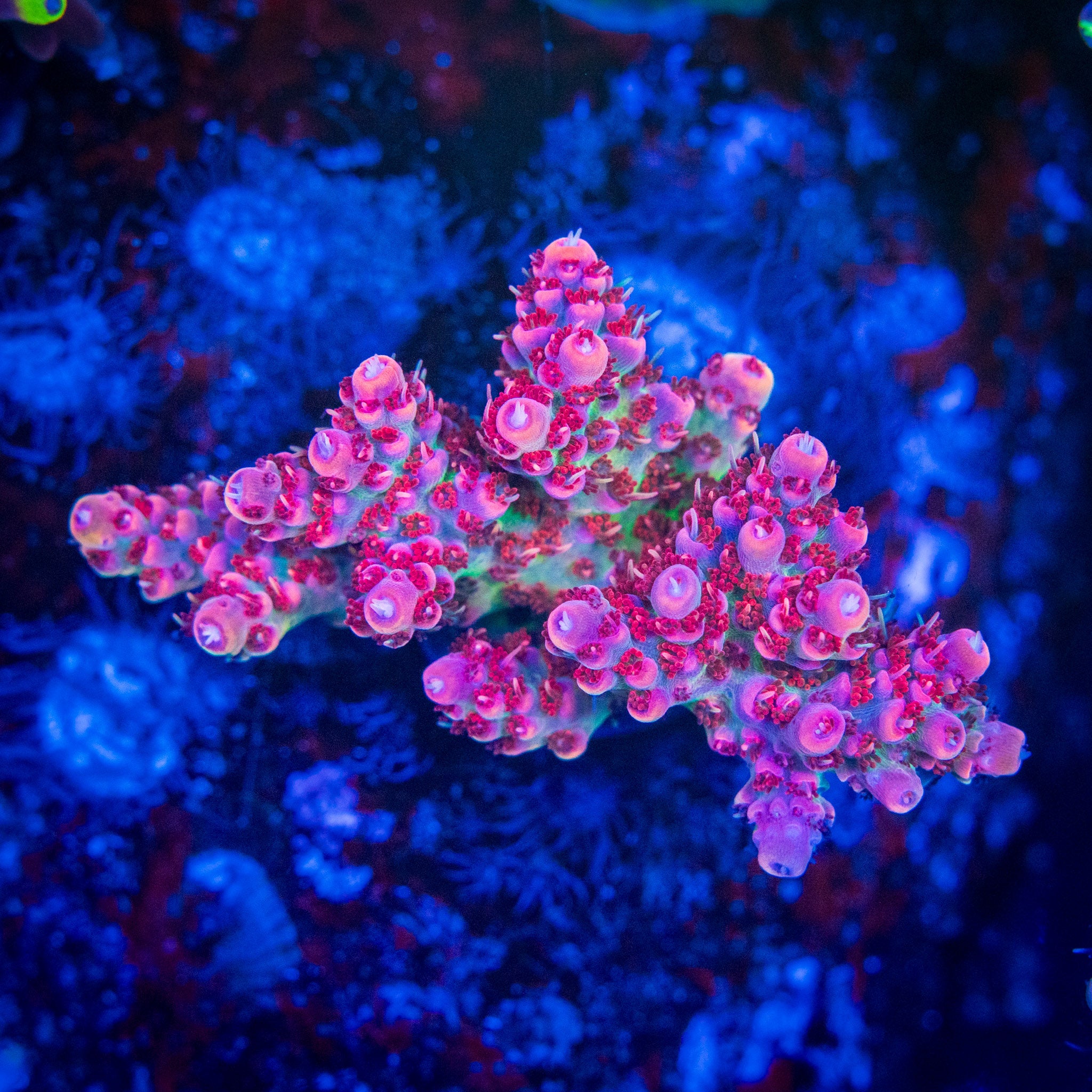 Princess Peach – Treasure Corals
